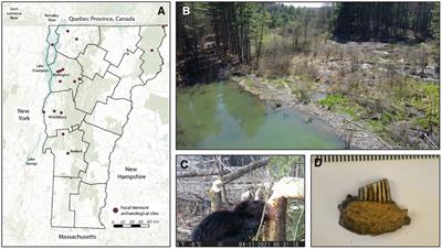 Zooarchaeological assemblages contextualize the historical ecology and harvest of fur-bearing mammals in Vermont